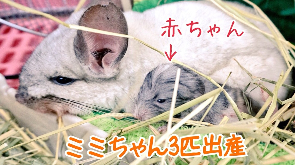 チンチラ出産しました 風船モコちゃんねる