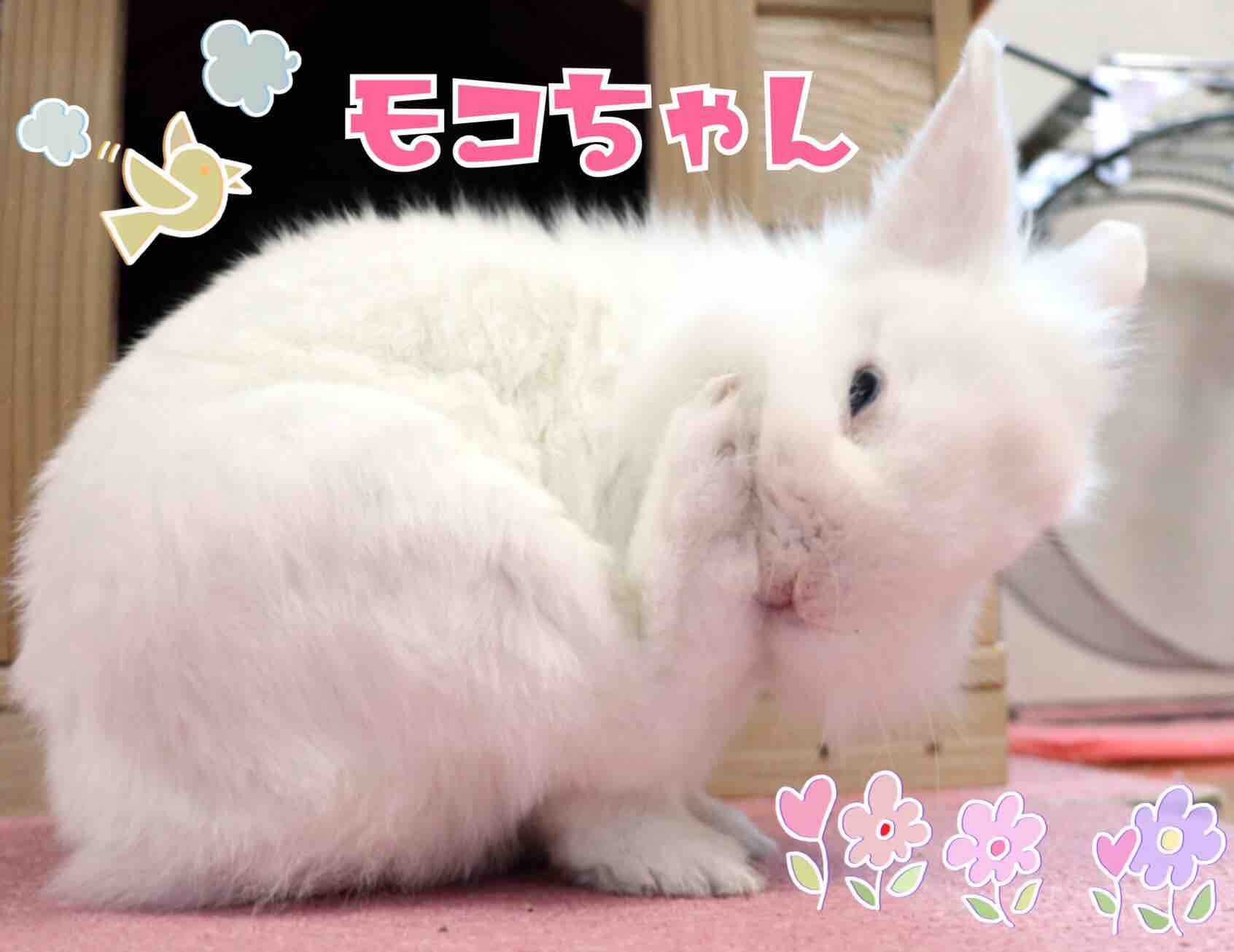 うさぎ色々な表情 風船モコちゃんねる うさぎ色々な表情 風船モコちゃんねる