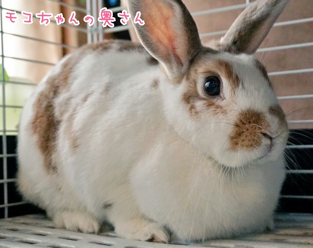 癒し動物とゆるい友達 風船モコちゃんねる