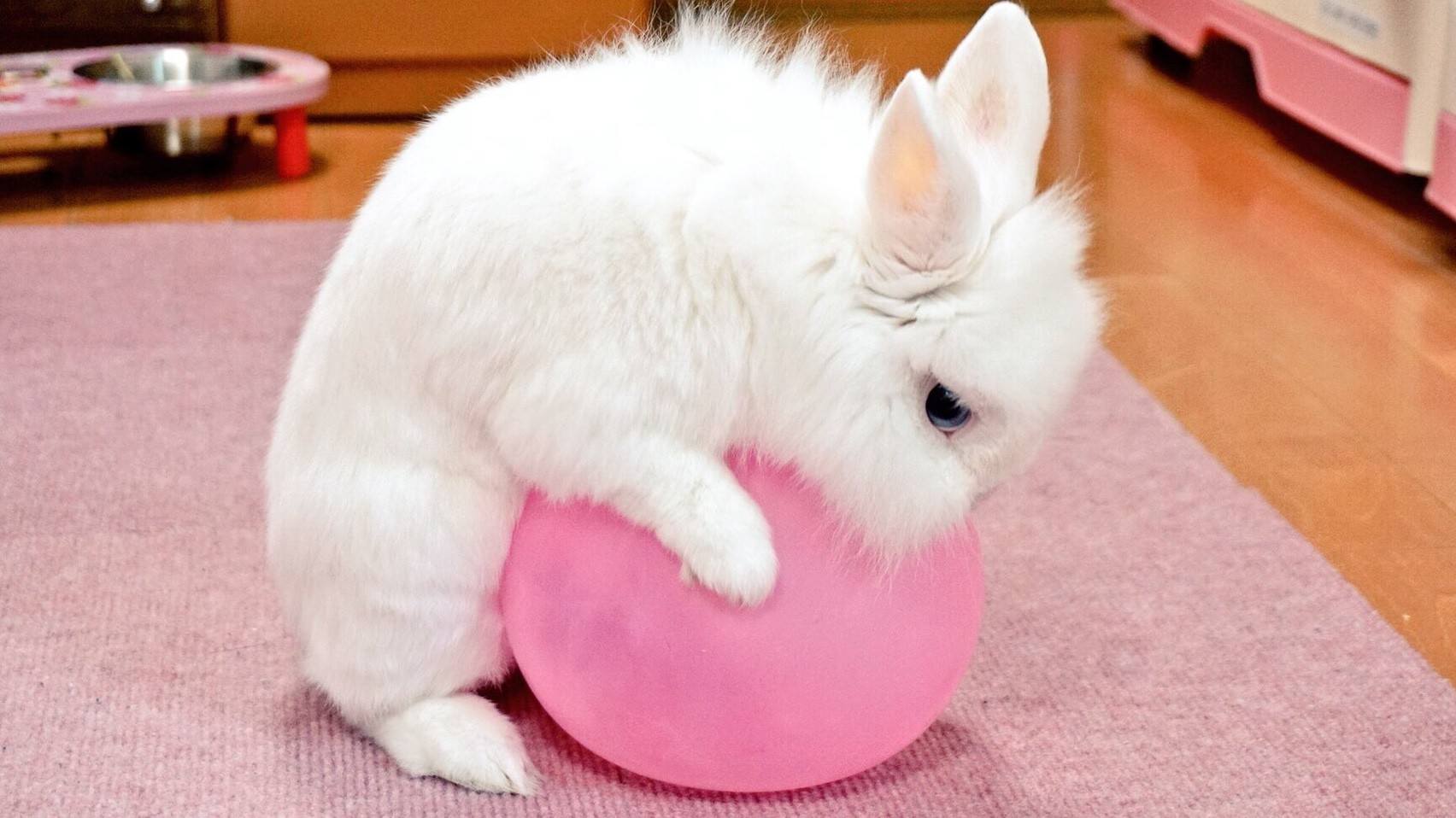 風船を割らない方法講座 風船モコちゃんねる
