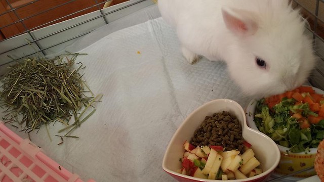 ウサギ1日の食事 風船モコちゃんねる