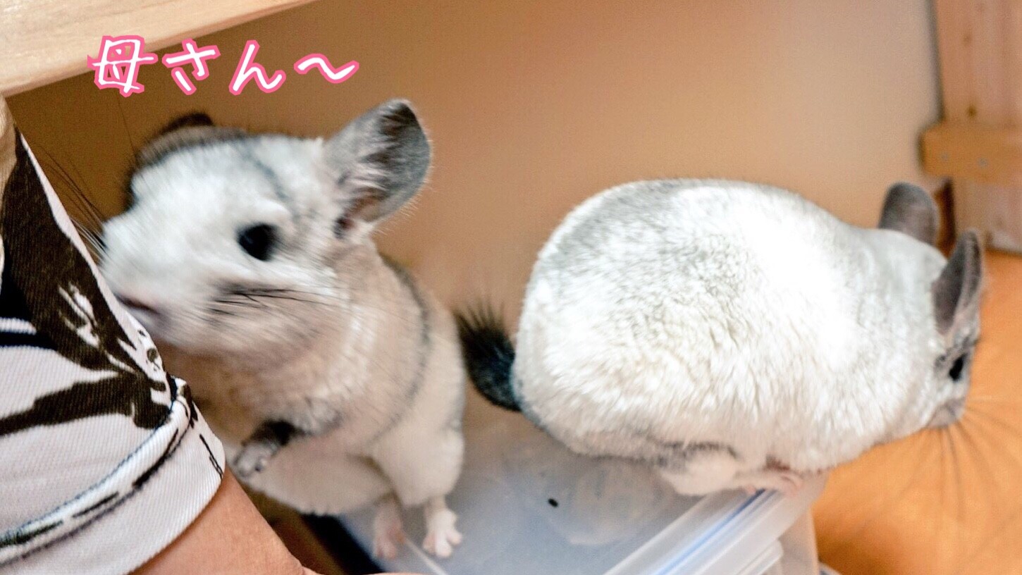 チンチラ中ちゃんが甘える 風船モコちゃんねる
