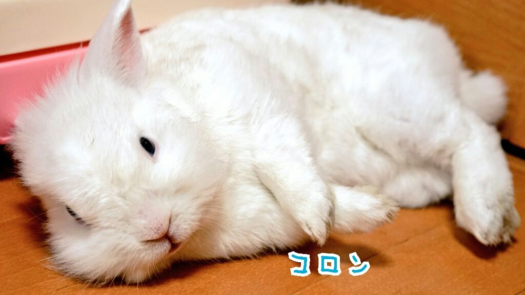 春は眠いうさぎも寝る 風船モコちゃんねる