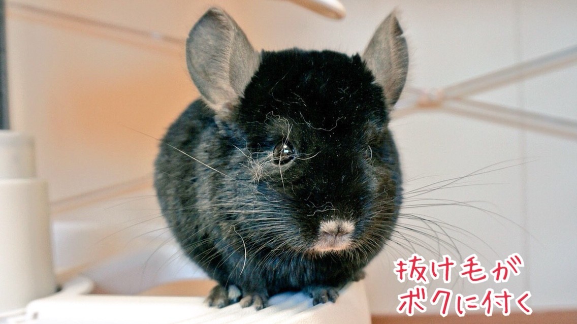 うさぎの抜毛に悩むチンチラ 風船モコちゃんねる