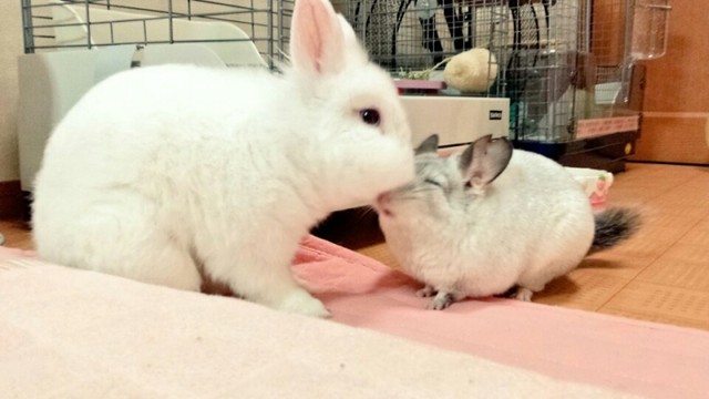 うさぎとチンチラの熱いキス 風船モコちゃんねる うさぎとチンチラの熱いキス 風船モコちゃんねる