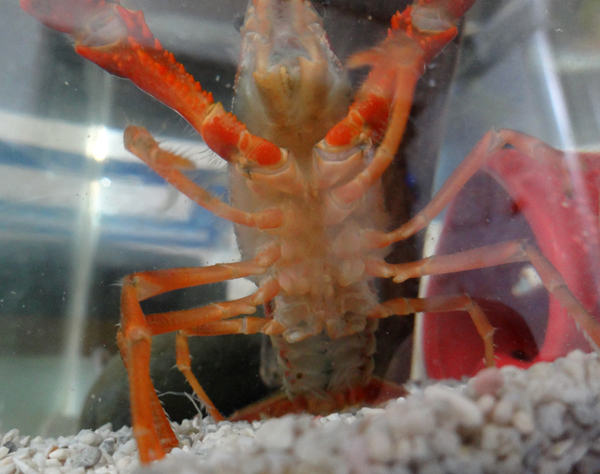 ザリガニのオス メス見分け方 風船モコちゃんねる ザリガニのオス メス見分け方 風船モコちゃんねる
