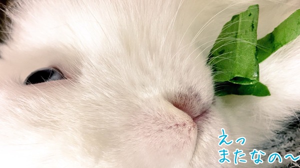 うさぎなのに生野菜が嫌い 風船モコちゃんねる