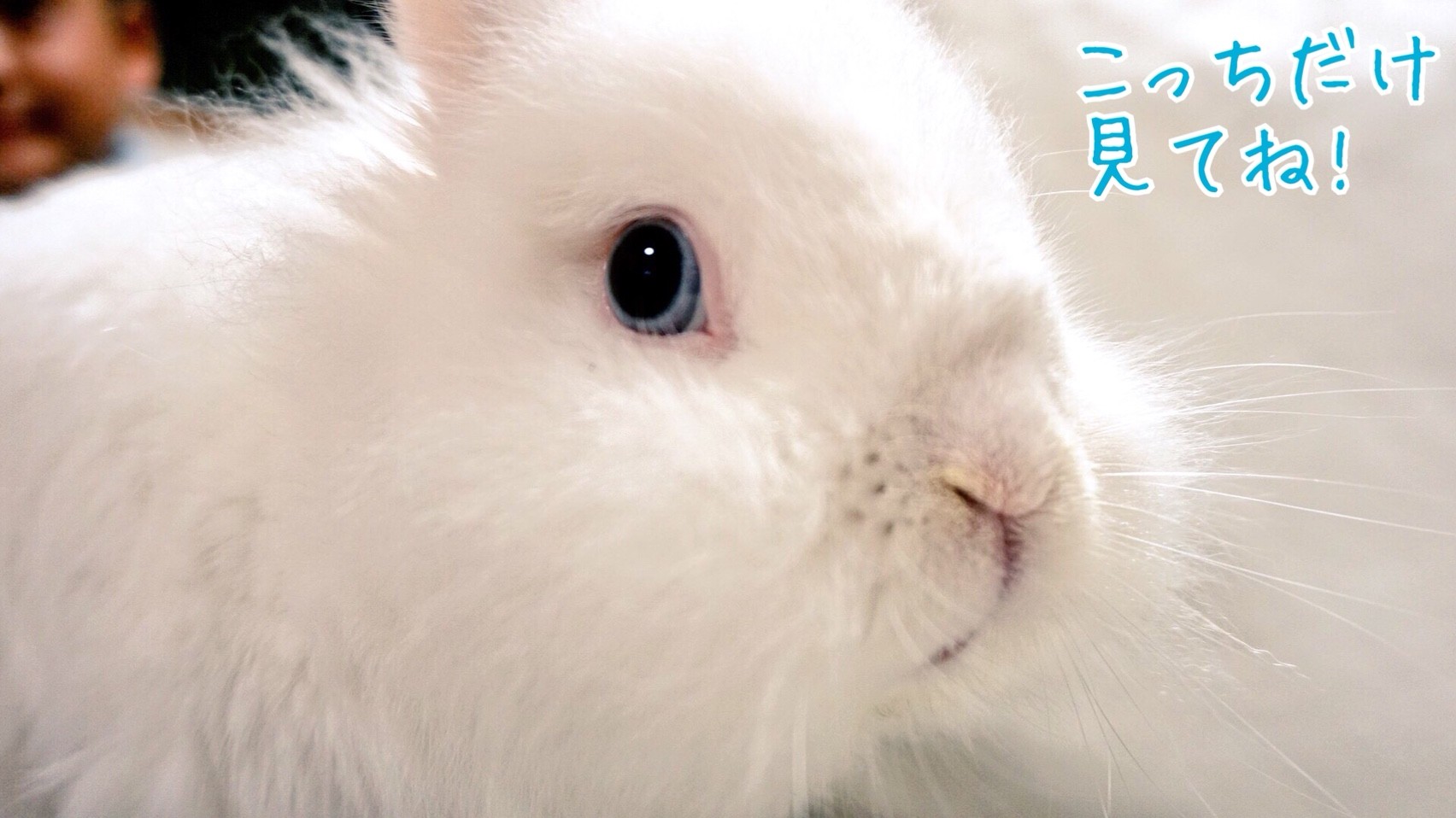 うさぎの鼻がハゲた 風船モコちゃんねる