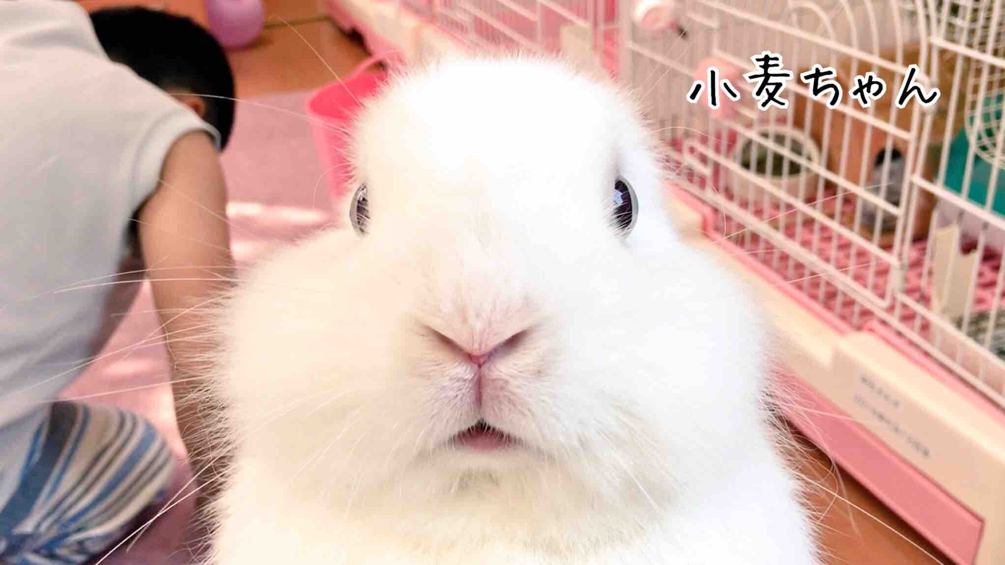 うさぎ雄同士仲良くできることもあります 風船モコちゃんねる うさぎ雄同士仲良くできることもあります 風船モコちゃんねる