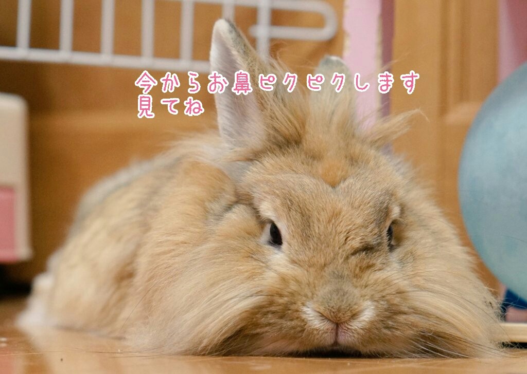 動物達の鼻ピクピク 口パクパク 風船モコちゃんねる 動物達の鼻ピクピク 口パクパク 風船モコちゃんねる