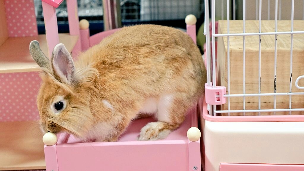 無防備なうさぎ達に癒されます 風船モコちゃんねる