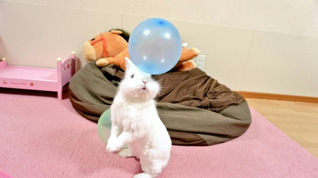 うさぎの隠し芸2 風船モコちゃんねる