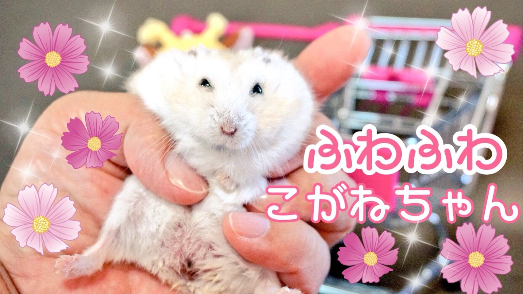 ふわふわハムスターこがねちゃん 風船モコちゃんねる
