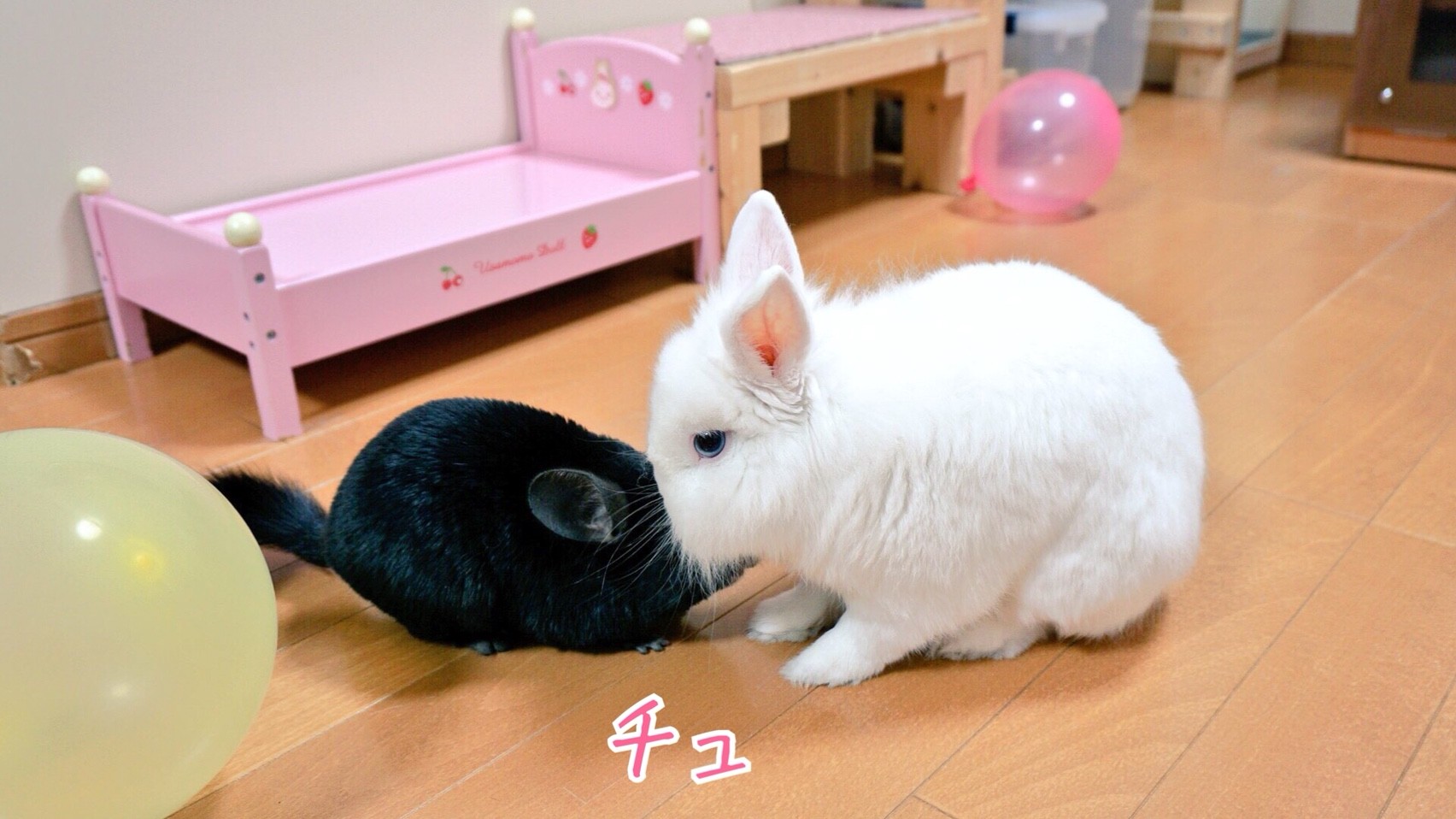 うさぎとチンチラかわいいよ 風船モコちゃんねる