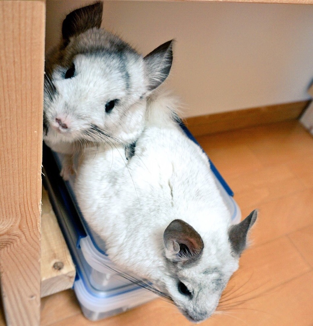 チンチラ中ちゃんが甘える 風船モコちゃんねる