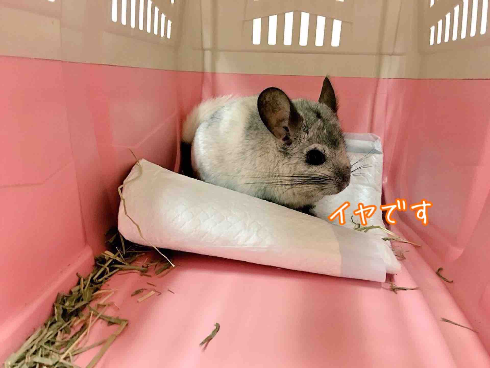 チンチラ大ちゃん病院嫌い 風船モコちゃんねる