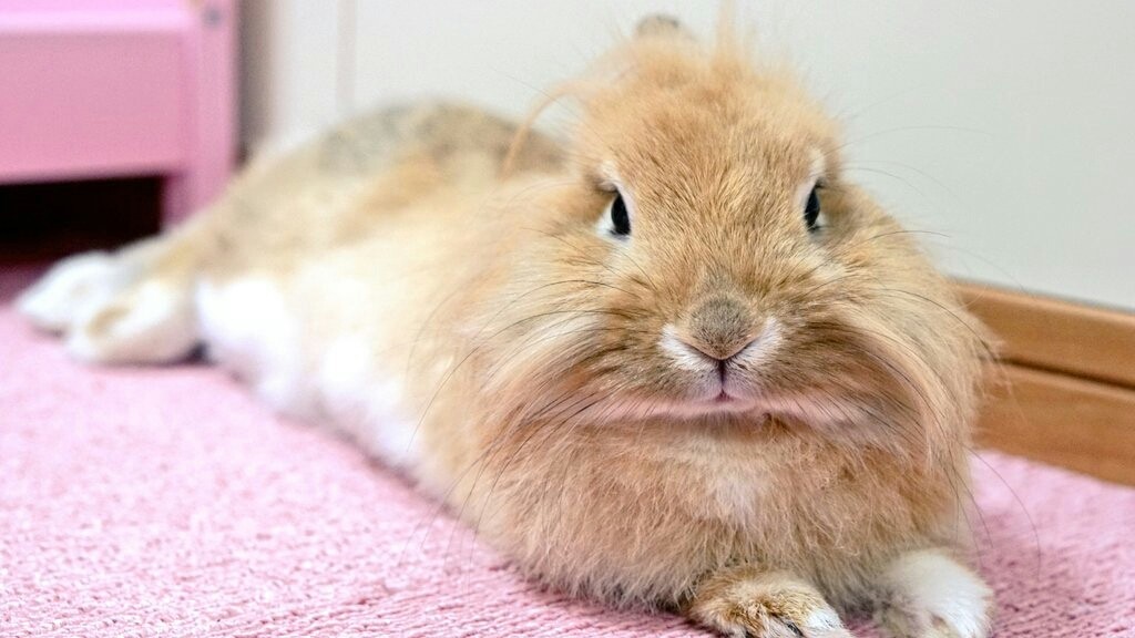 リラックスうさぎ 風船モコちゃんねる