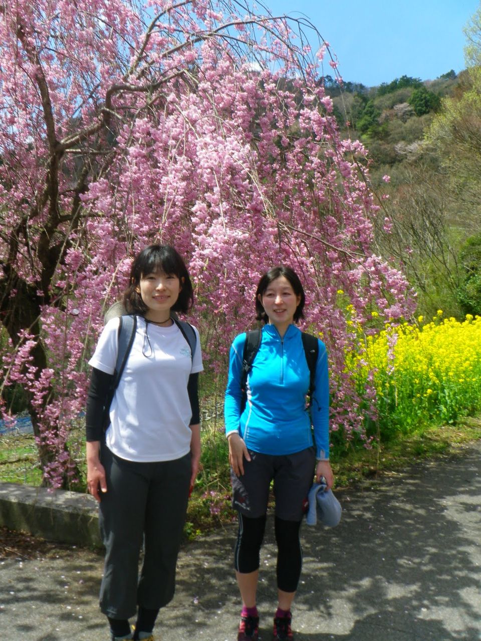 栃木 大平山花見 バンバの近況 栃木 大平山花見 バンバの近況