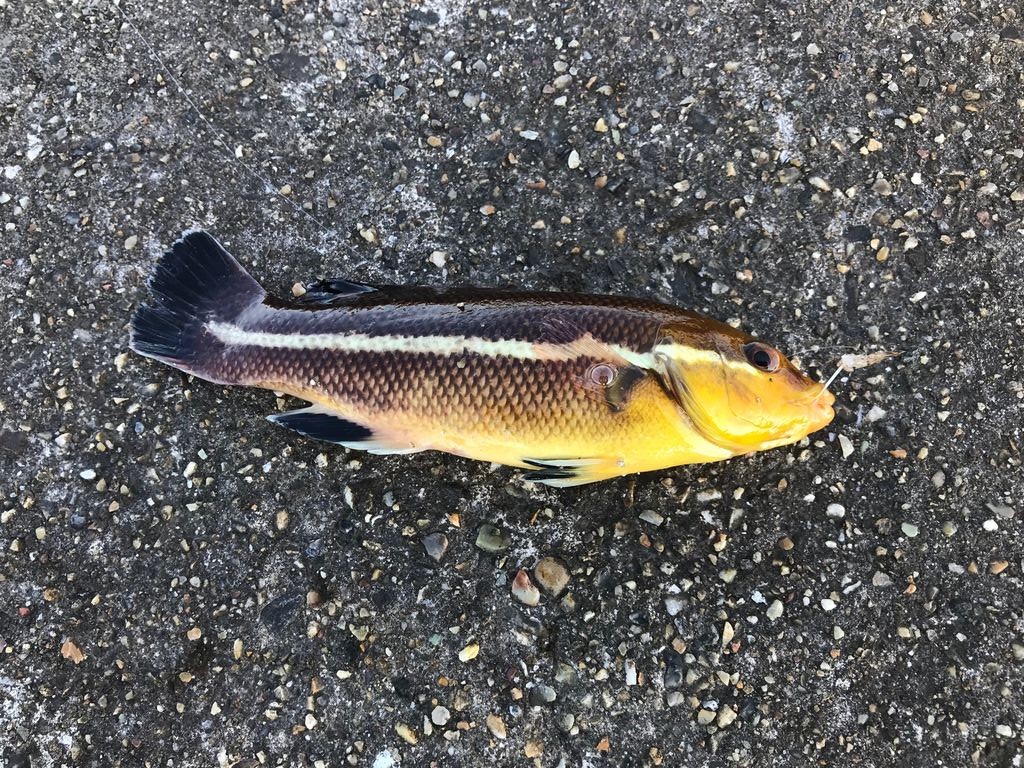 魚の名前がわかりました ネコ と 魚