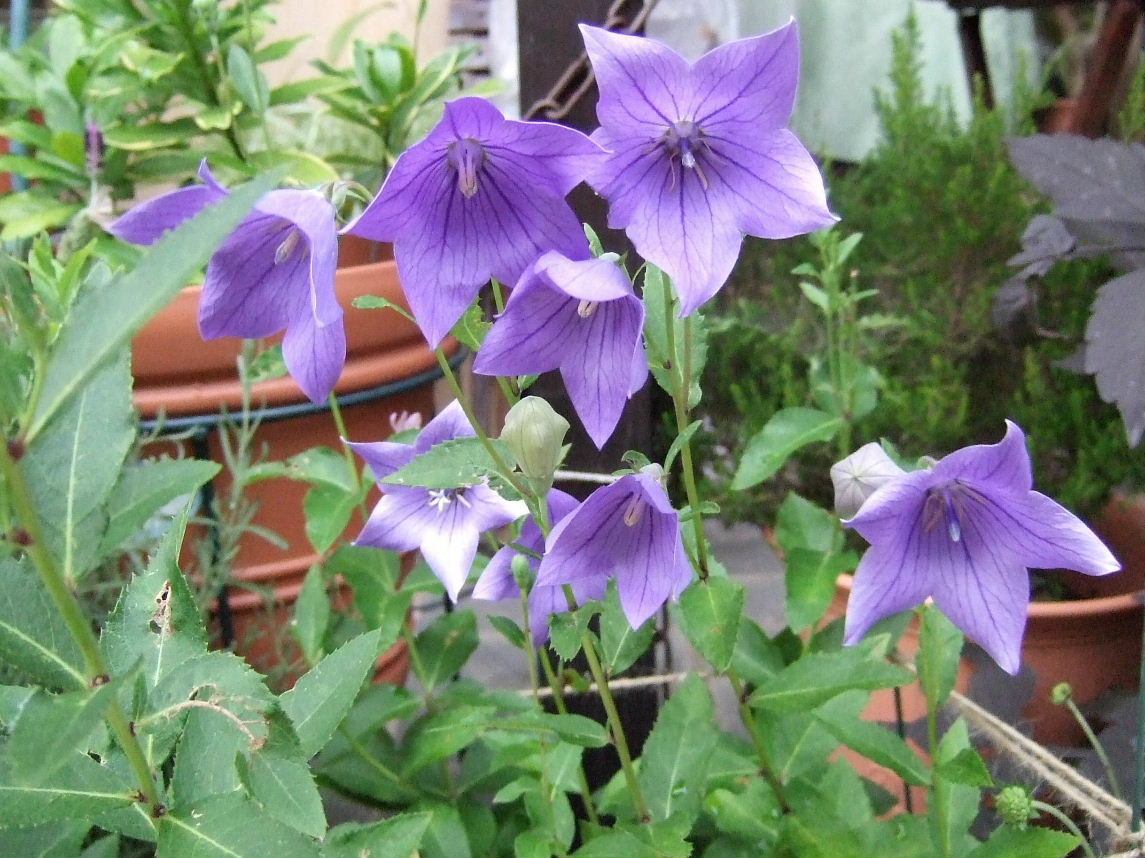 桔梗 紫雲 四季の眺