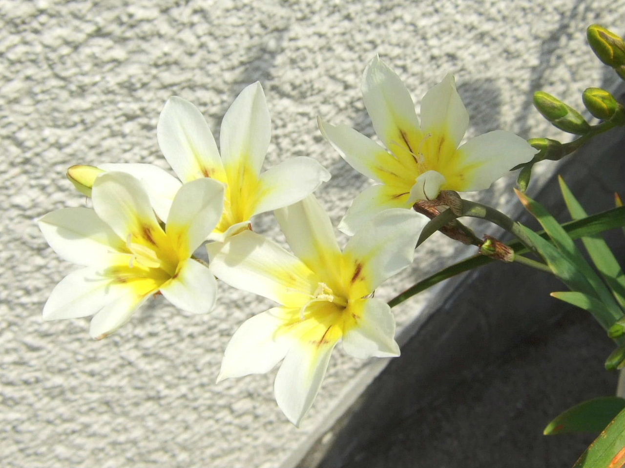 フリージア 四季の眺