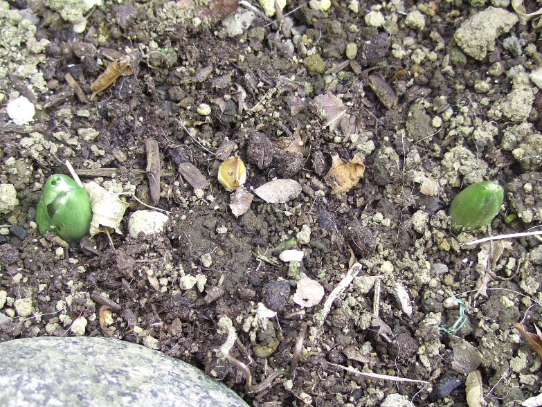 九福神 福寿草 四季の眺