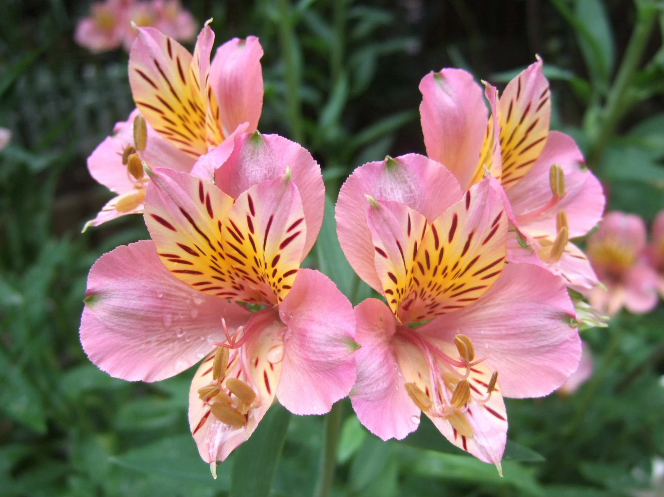 アルストロメリア 百合水仙 四季の眺