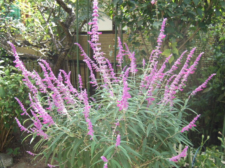 アメジストセージ 四季の眺