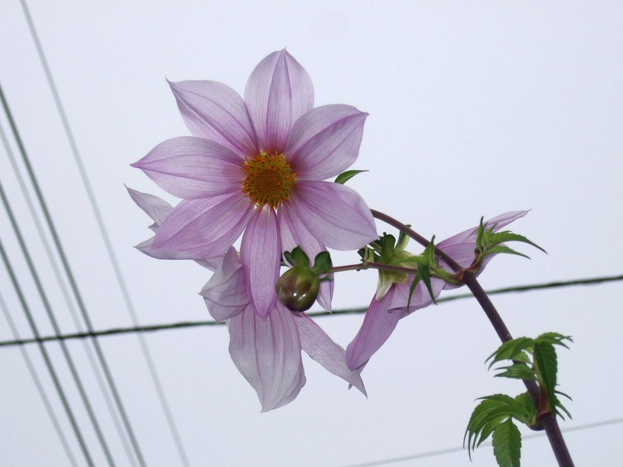 王様ダリア 四季の眺