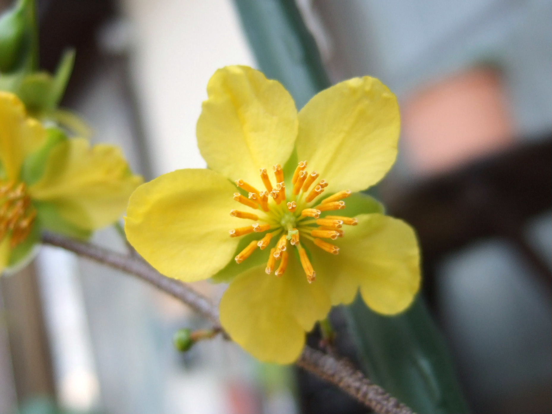 四季の眺ミッキーマウスの木の花 livedoor Blog（ブログ）
