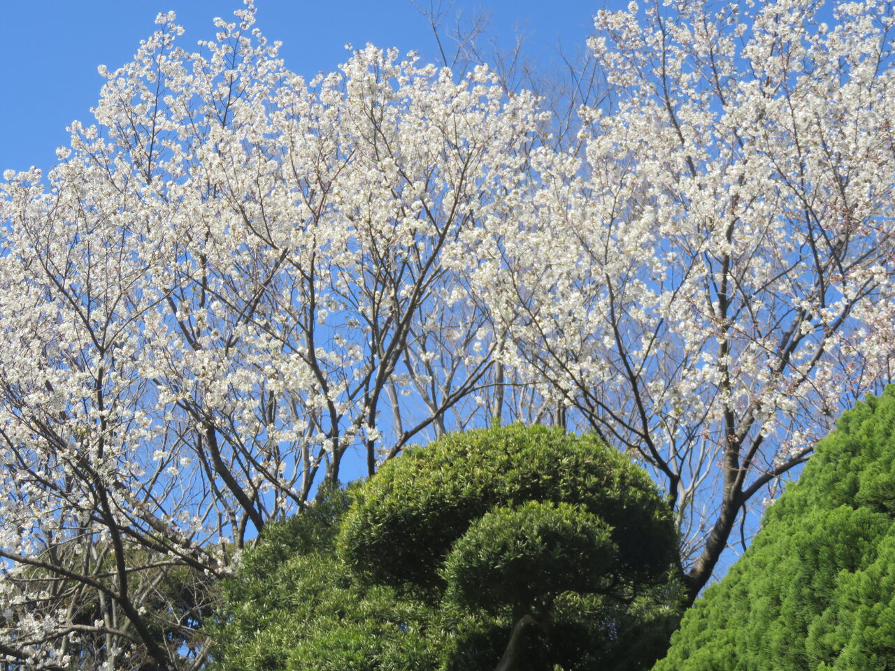 IMG_6926¸î¹ñ¿À¼Ò¤Îºù¡