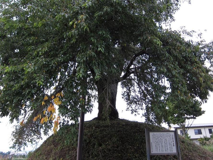 �����Ĥΰ�Τ��