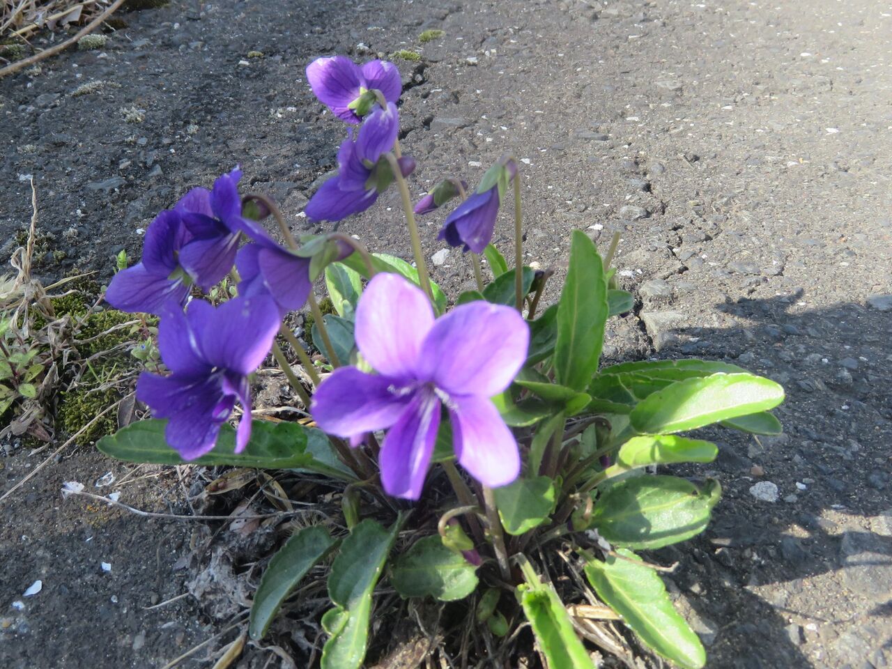 IMG_6938¥¢¥¹¥Õ¥¡¥ë¥È¤Ëºé¤¯¥¹¥ß¥ì