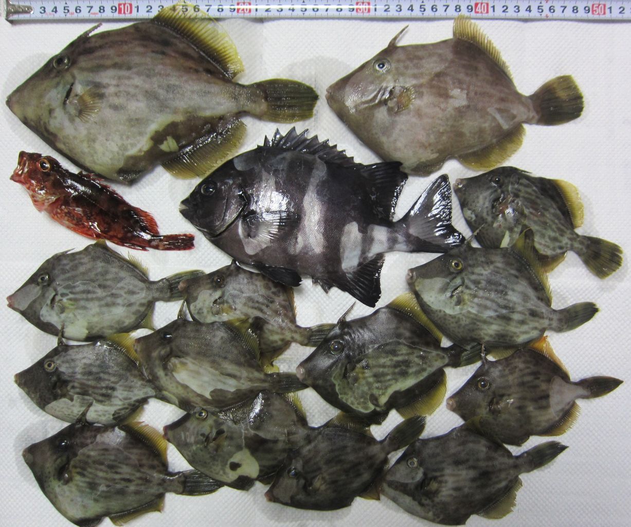 石鯛釣り ｂamboograssｗoodの気ままなブログ