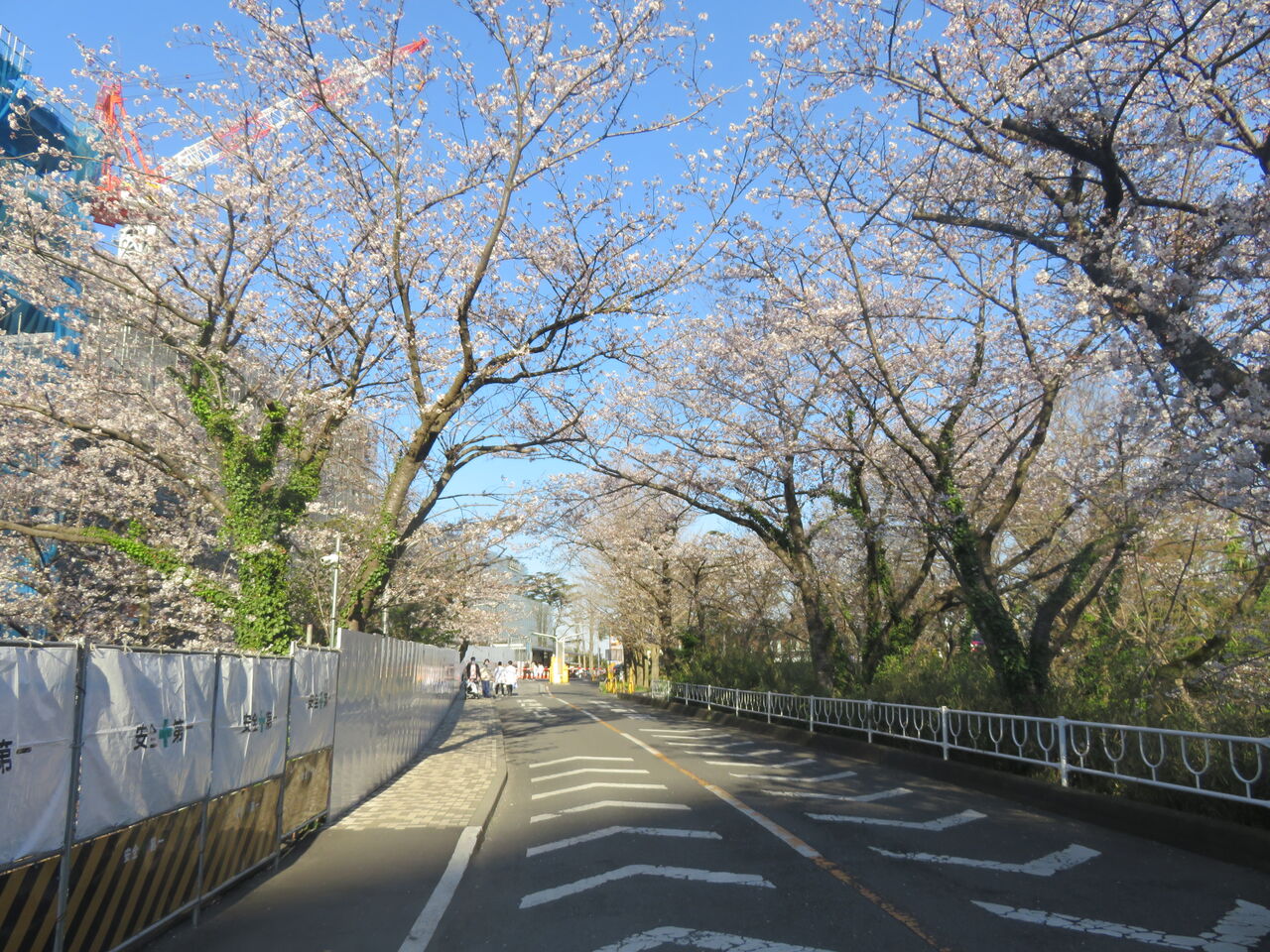 IMG_6962º´ÁҤΥȥó¥Í¥ë