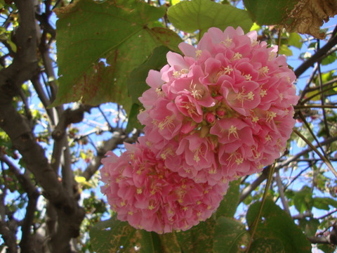 DSC08385