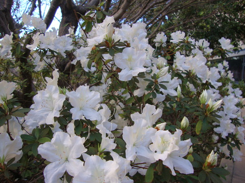 DSC08416