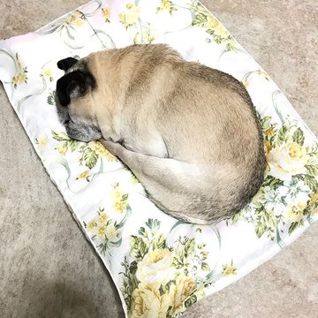 パグ犬と牡蠣 バナナ ヒロシの はーい バナナです パグ犬と牡蠣 バナナ ヒロシの はーい バナナです