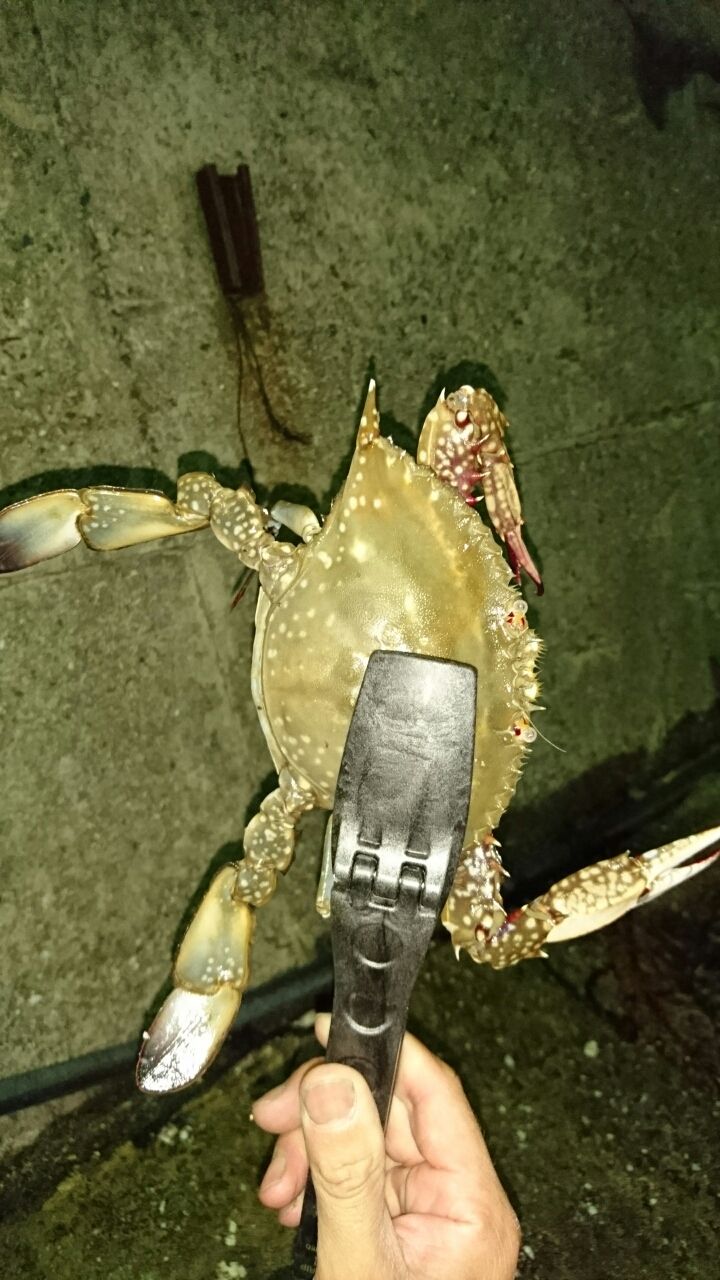 日生 ベイカ釣り Vol 1 ヘタレ釣師ばんちょ の日記