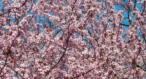 Sakura18A