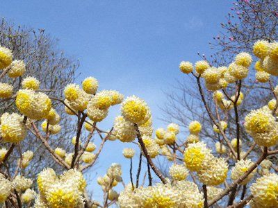 大輪黄花ミツマタ