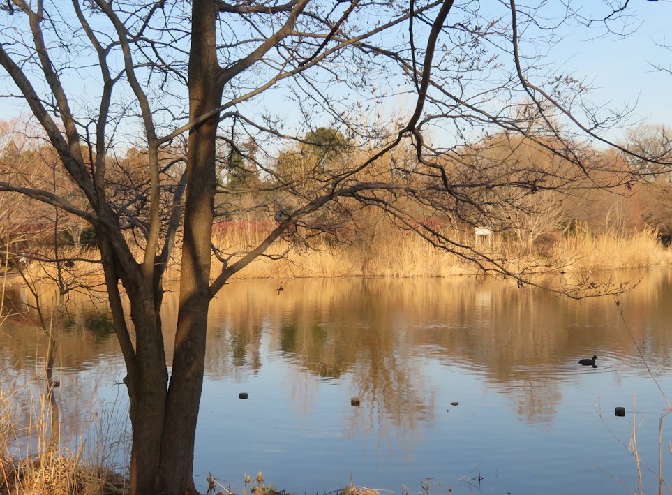 冬の公園
