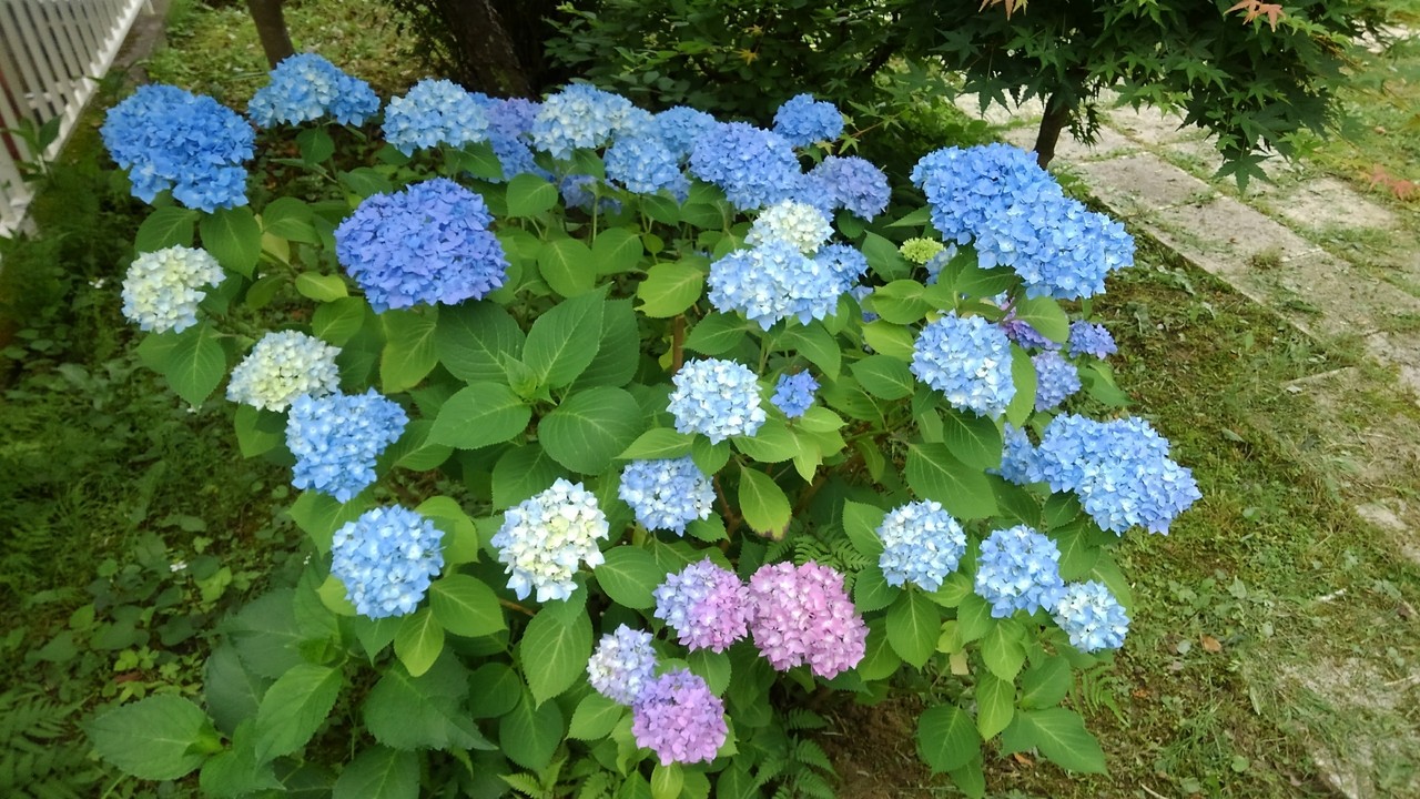 沈丁花と紫陽花その後 うたのタネ 沈丁花と紫陽花その後 うたのタネ