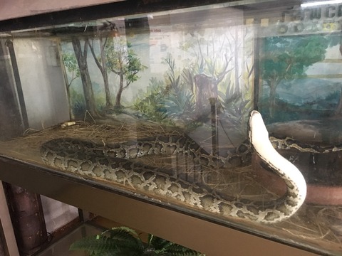 Pata動物園へ行こう 最初は蛇から見よう バンコクで暮らそう Pata動物園へ行こう 最初は蛇から見よう バンコクで暮らそう