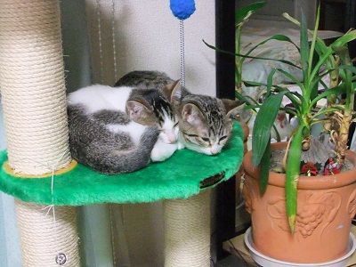 イメージ 5