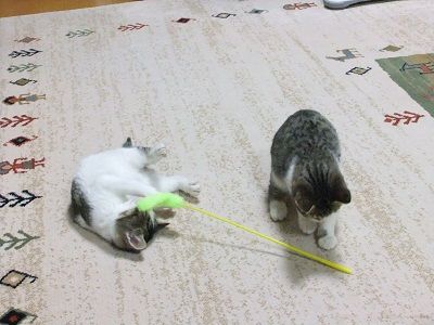 イメージ 4