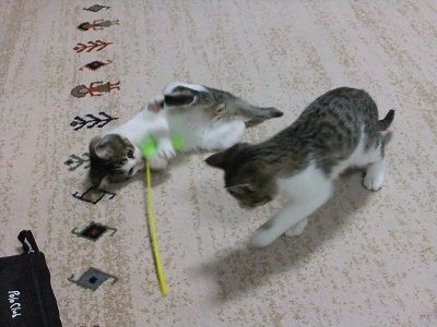 イメージ 5