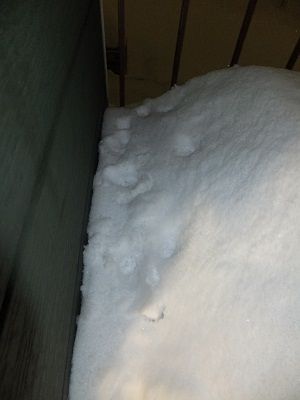 イメージ 7