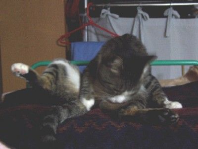 イメージ 6