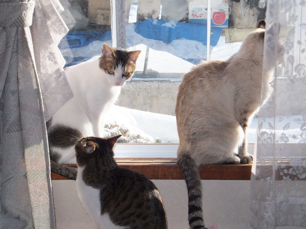 イメージ 5